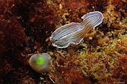 Prostheceraeus-vittatus-Belle ile Pointe de Kerzo-7m-20160704-Denis-ADER-DSC_8681_tn